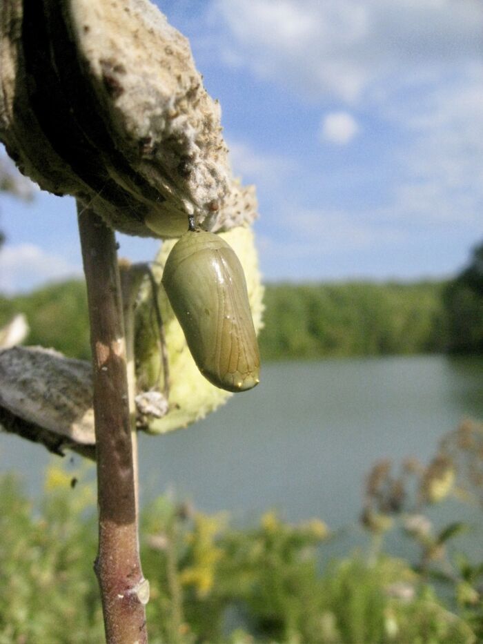 Capullo colgando de una planta