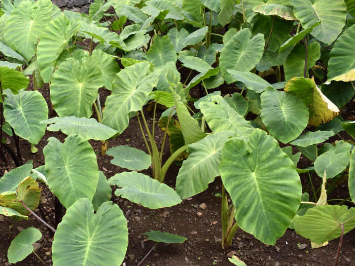 colocasia