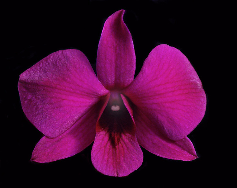 Orqudea color violeta cinzoln.