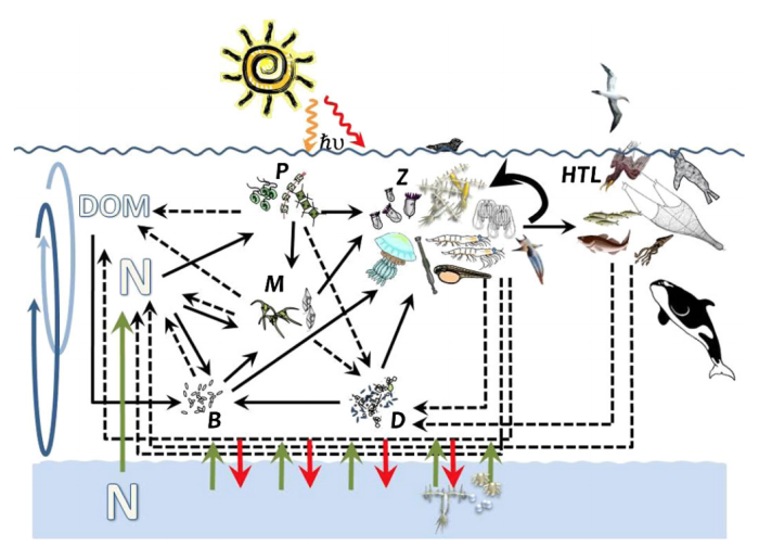 Modelo conceptual de una red alimentaria marina