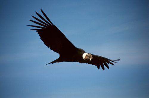 Cndor Andino (Vultur gryphus) en la Cruz del Cndor en el Can del Colca, Valle del Colca, Per.