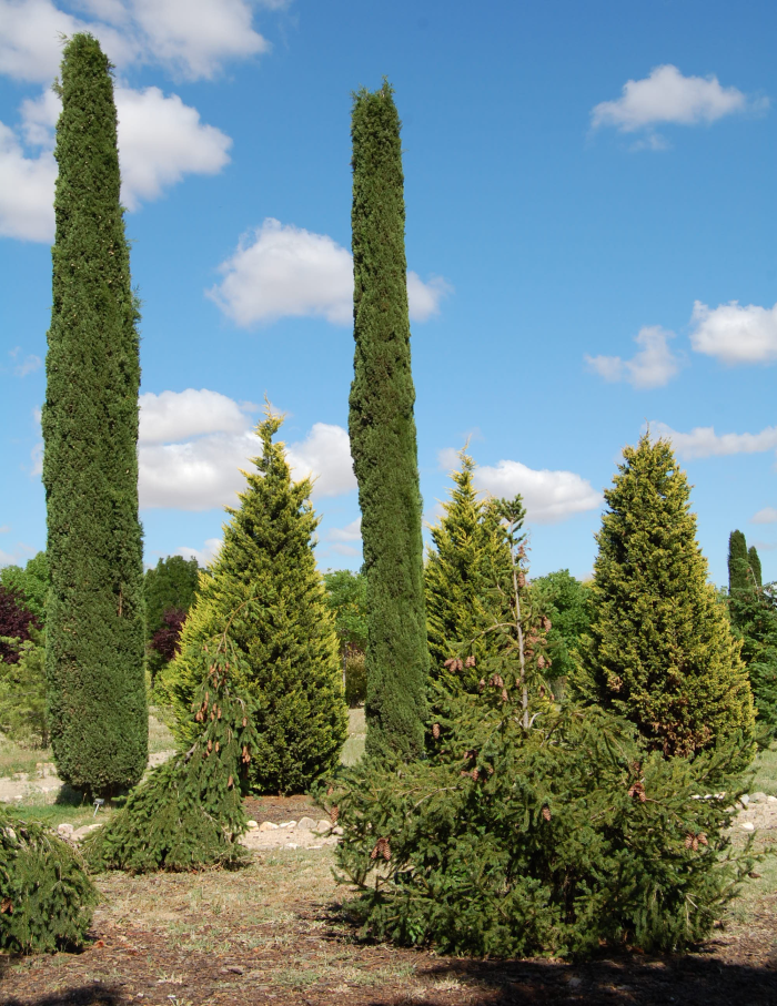 Arboreto de conferas