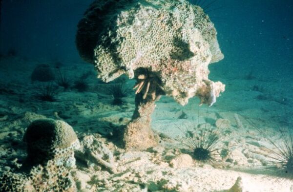 Roca coralina erosionada