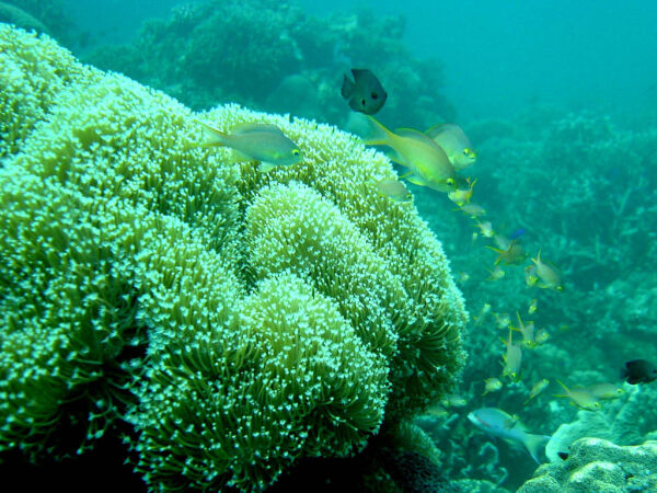 Esqueleto de los corales