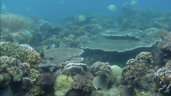 Arrecife de coral en Filipinas
