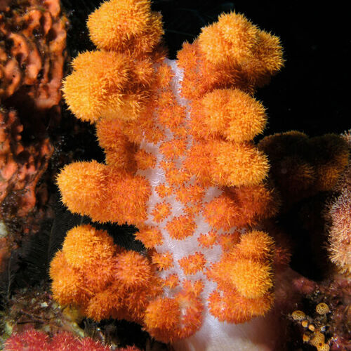 coral