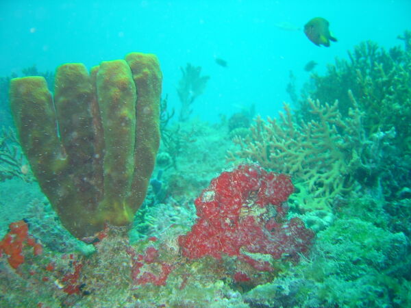 Ecosistema de corales