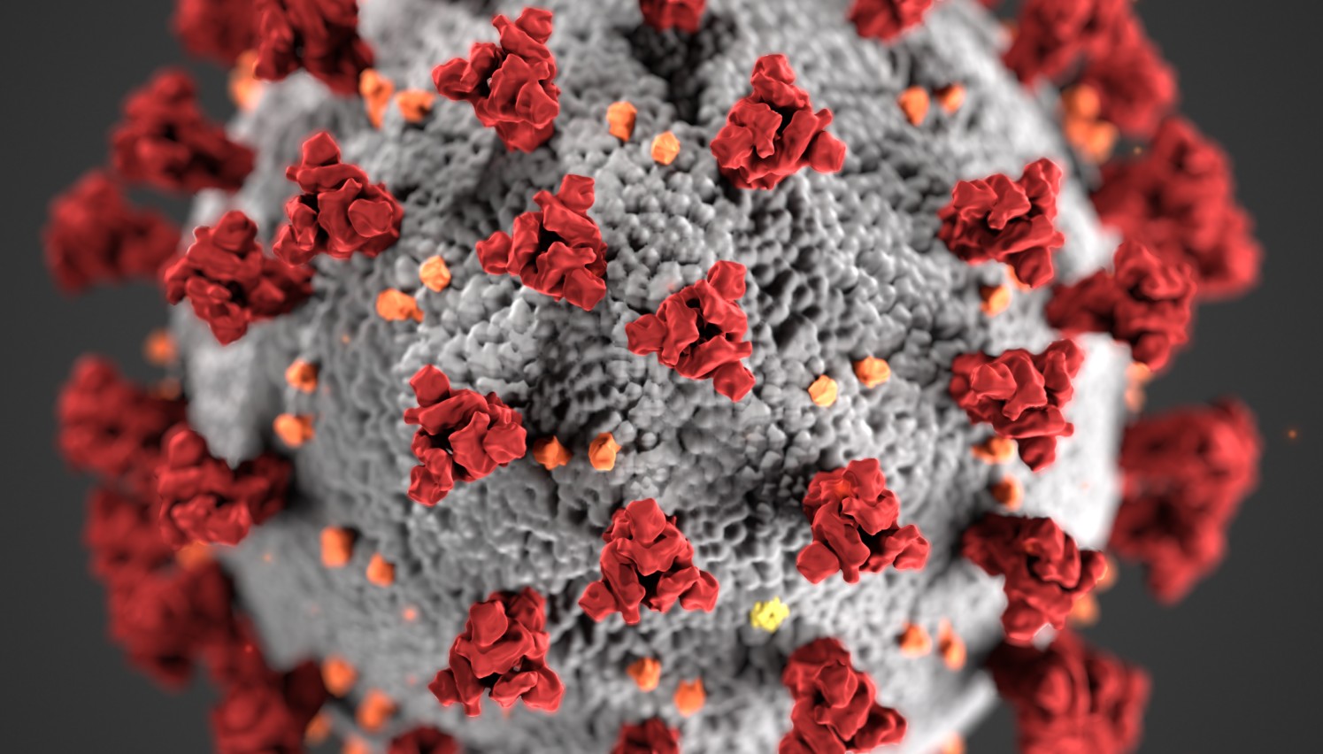 Ilustracin de la morfologa de los coronavirus; los peplmeros de pas virales en forma de bastn, de color rojo, crean el aspecto de una corona que rodea al virin, cuando se observan con el microscopio electrnico.