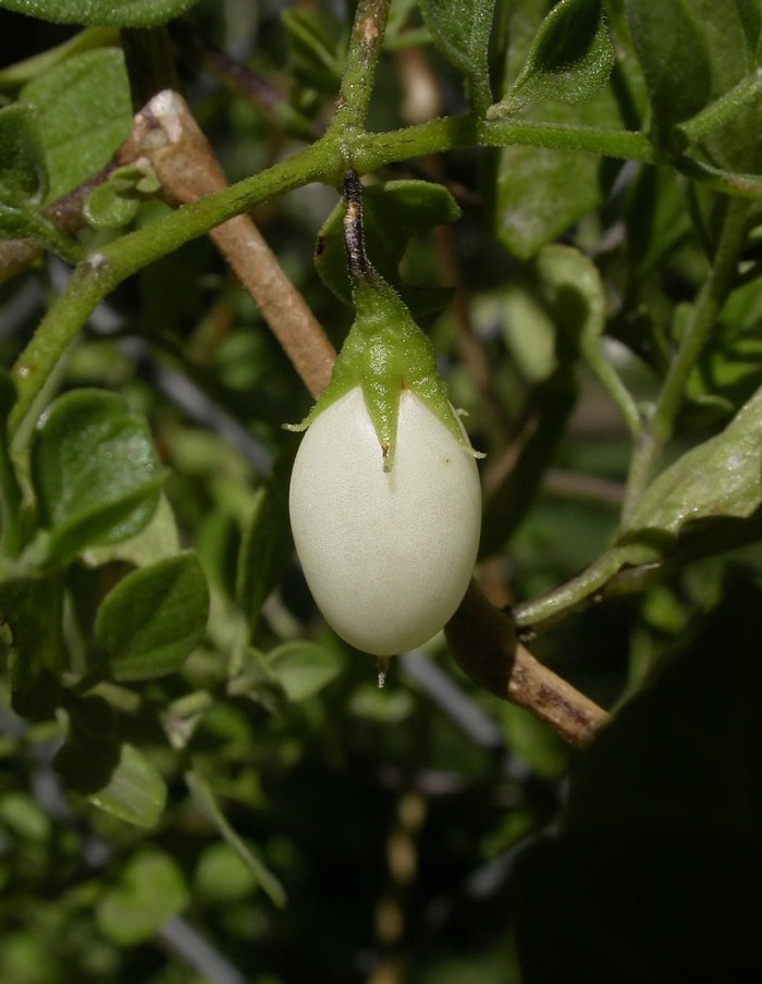 Fruto de la planta corota, huevo de gallo o gallocresta.