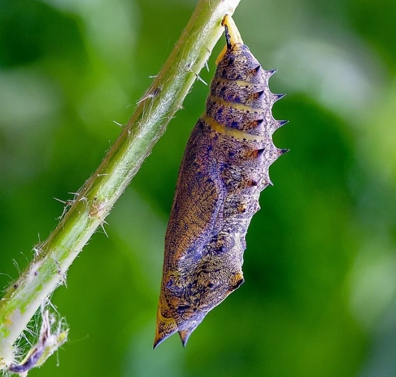 Crislida de una mariposa.