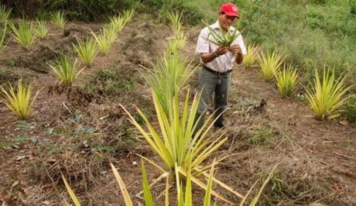 Cultivo de curagua