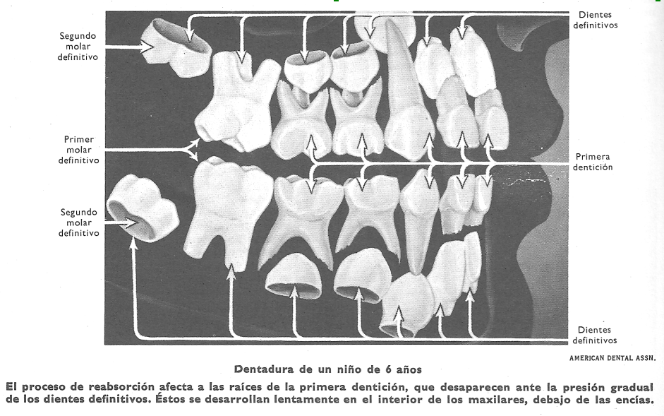 Denticin: denticin de un nio de 6 aos