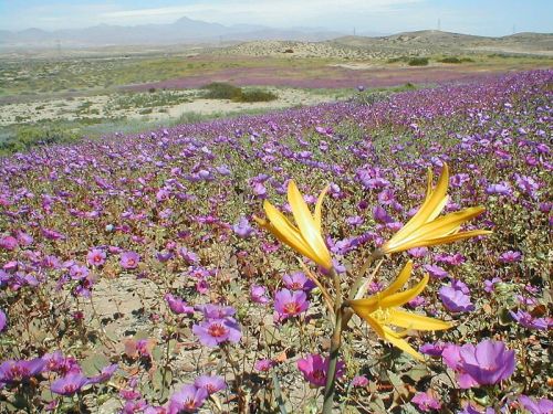 Flora en la provincia fitogeográfica del Desierto del Pacífico (el desierto de Atacama)
