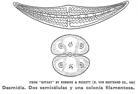 Desmidia