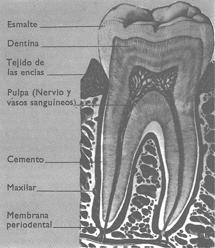 Diente humano