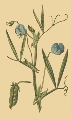 Diente de muerto: almorta, chcharo, guija, pito, arveja, frijo de yerba, cicrcula, pedruelo, pinsol, pito o tito. Su nombre cientfico es Lathyrus sativus.