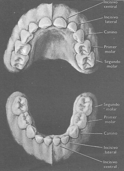 Dientes humanos