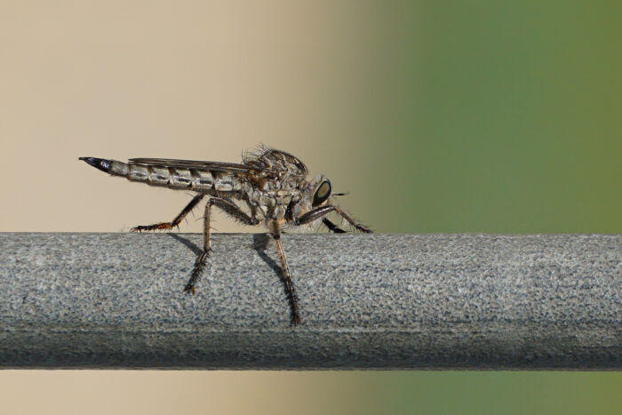 Asiloidea es un grupo de los dpteros, tambin conocidos como mosca ladrona, o mosca asesina