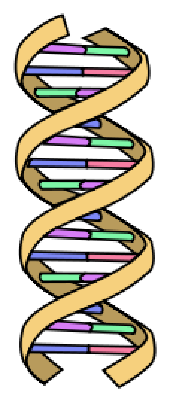 El ADN estructura helicoidal