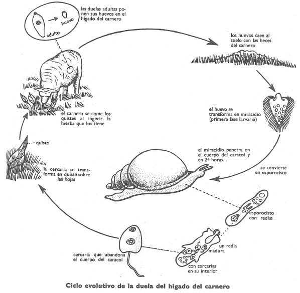 Ciclo evolutivo de la duela del hgado del carnero