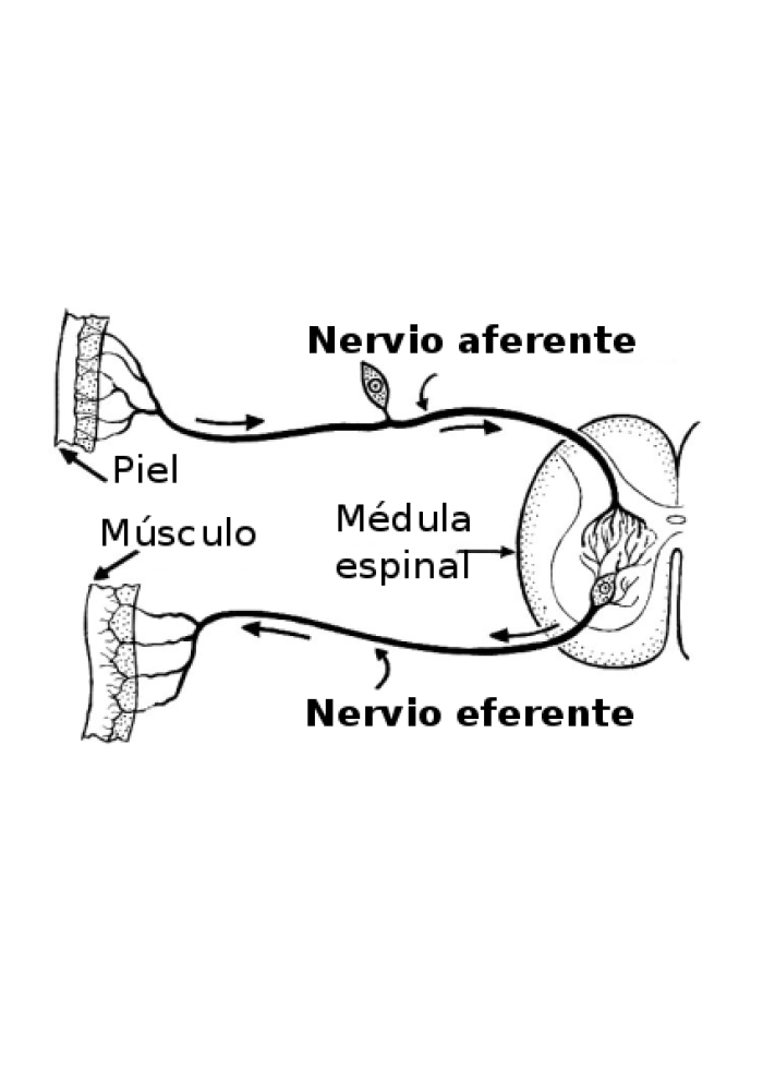 Eferente y aferente