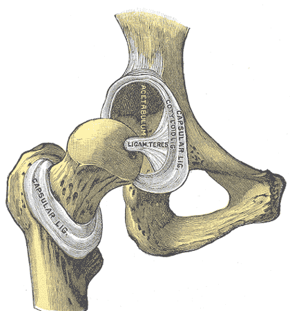 Enartrosis coxofemoral (coxis y fmur)