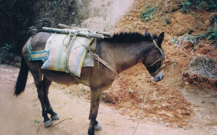 Un caballo enjalmado.