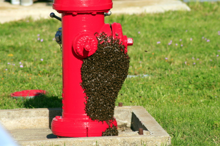 Enjambre de abejas