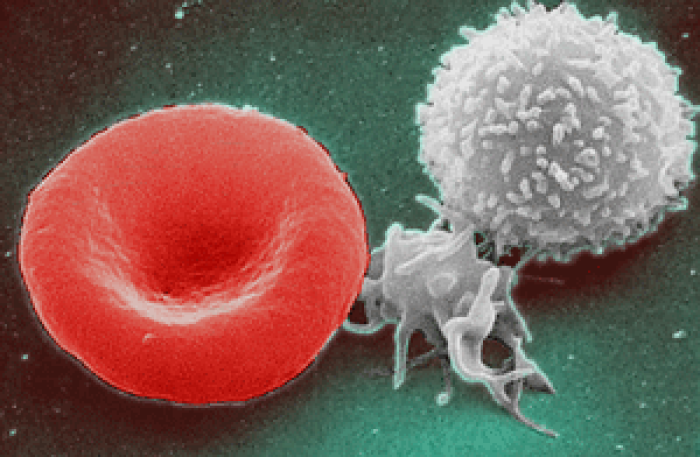 los eritrocitos (derecha en rojo) tienen forma de disco bicncavo