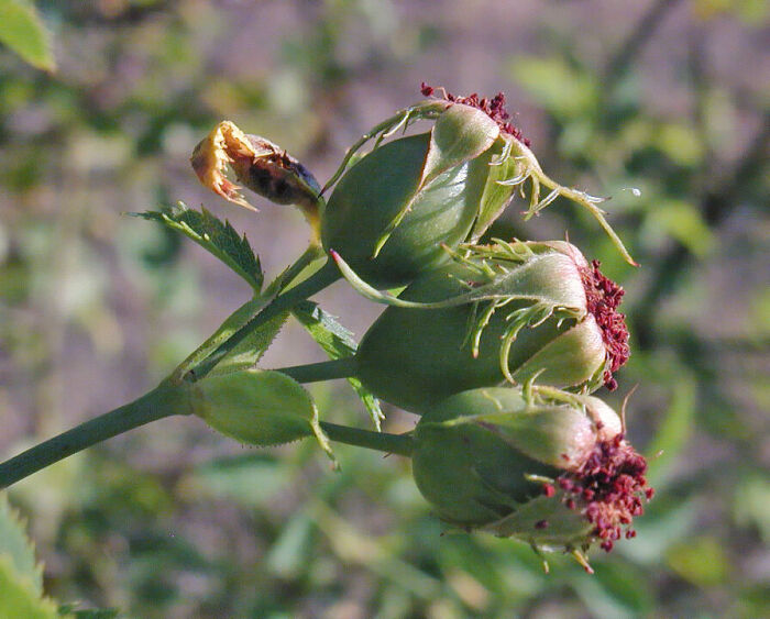 Galabardera