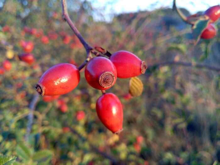 Fruto del rosal silvestre.