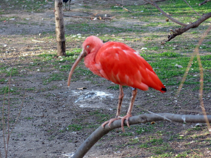 Ibis escarlata