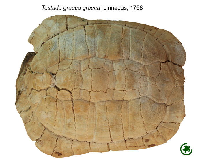 Huesos del espaldar de una tortuga