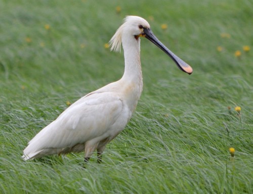 Quechol o ave esptula (Platalea mexicana)