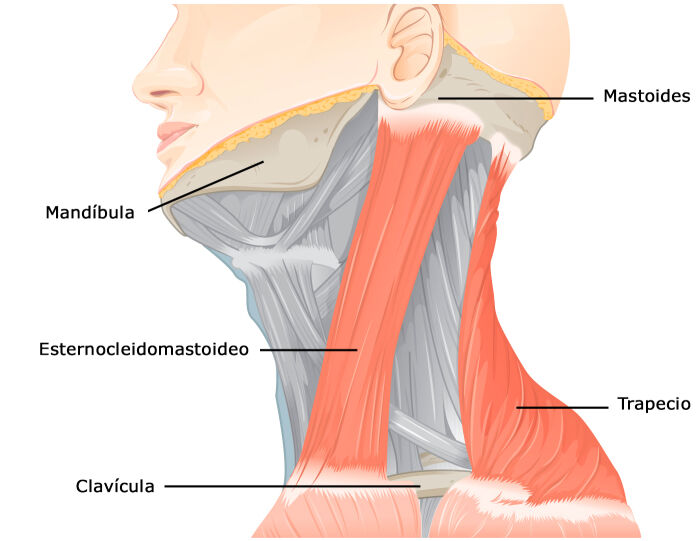 Esternocleidomastoideo