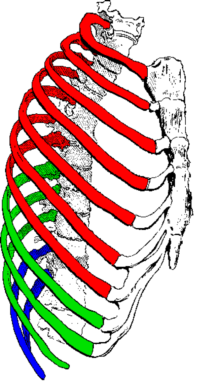 Esternn humano: en colores las costillas