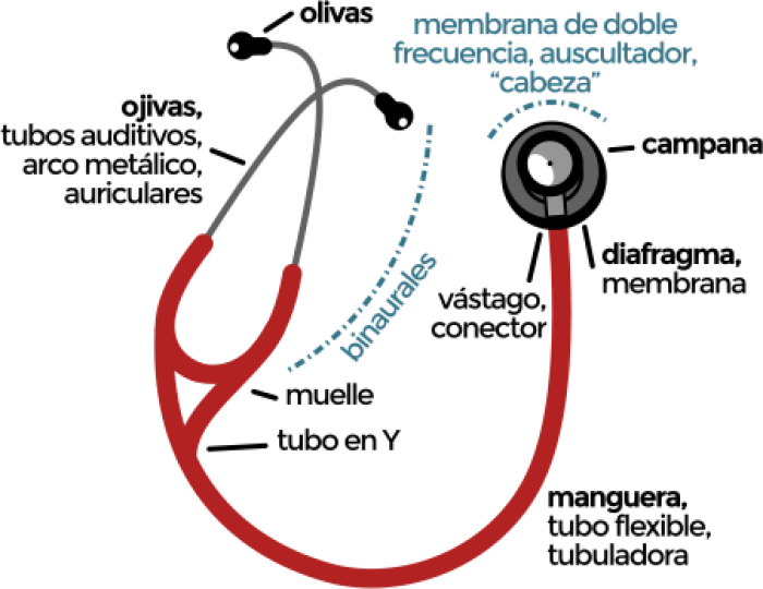 El estatoscopio se emplea para la auscultacin