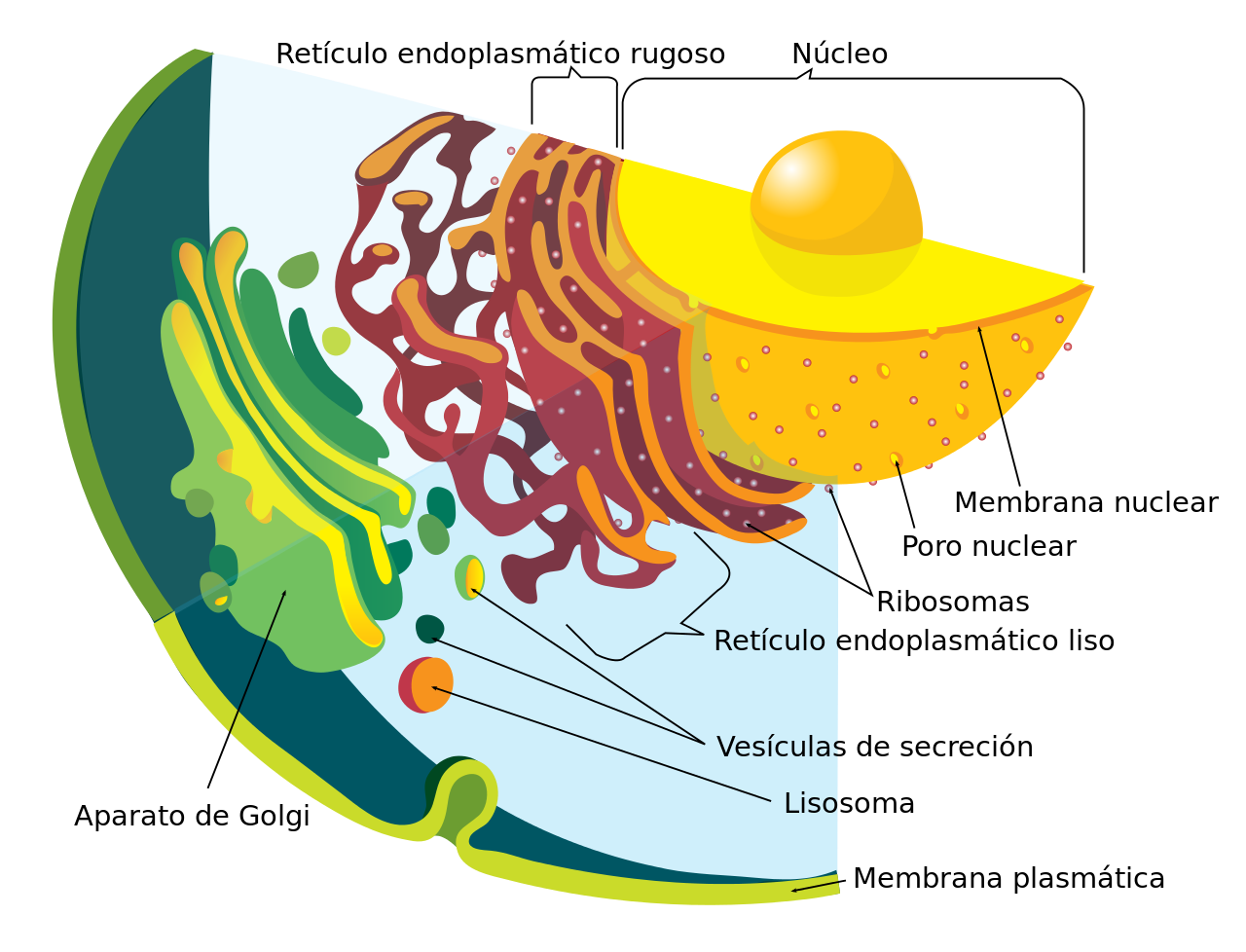 Diagrama del sistema endomembranoso de una clula eucariota.