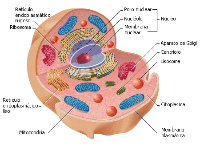 Clula eucariota animal