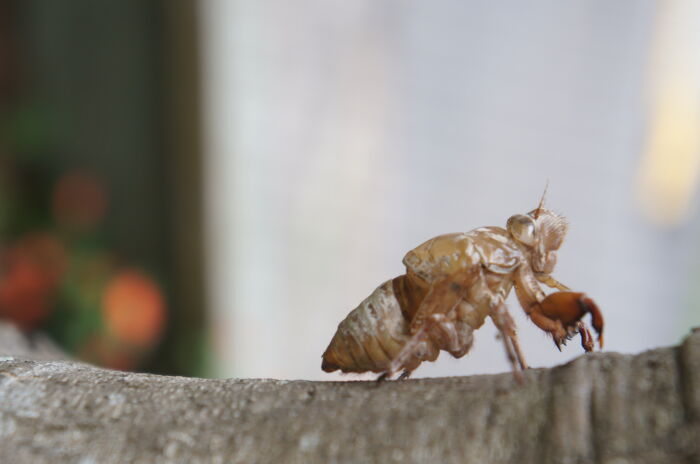 Exoesqueleto de la cigarra tras la muda