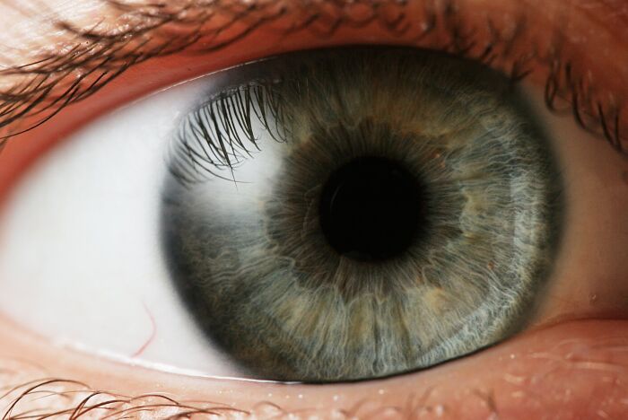 Las pupilas son aberturas dilatables y contrctiles en los ojos que tienen funcin de regular la cantidad de luz que le llega a la retina