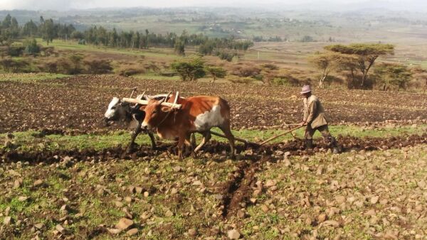 La agricultura es una actividad econmica primaria