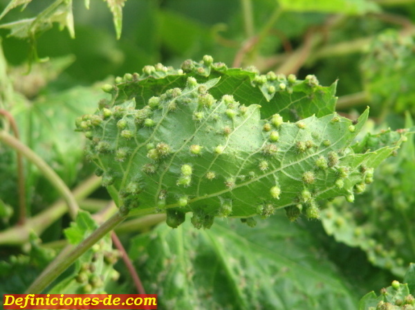 Filoxera en una hoja de vid