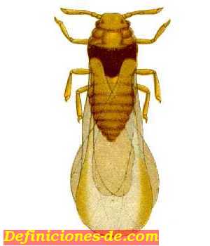 filoxera