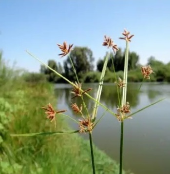 aclamdea o flor desnuda.