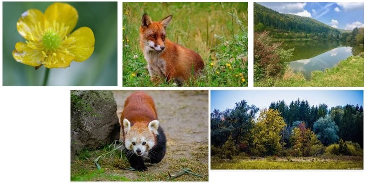 Flora y fauna de Alemania