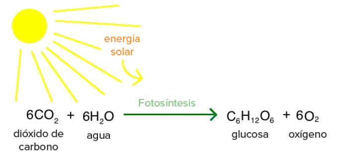 Reaccin qumica de la fotosntesis