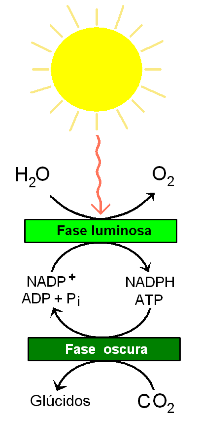 Fases de la fotosntesis
