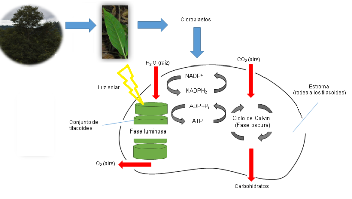 Esquema de la fotosntesis