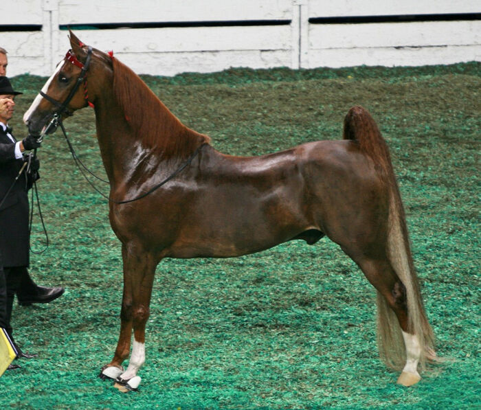 caballo Gaited